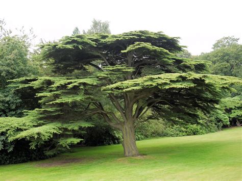 Cedars.